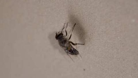 Pioneer Engineer photo 3