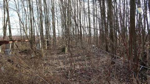 Photo from Sonotube Jungle