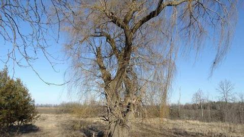 Ol' Blue - b-DSC00054.jpg