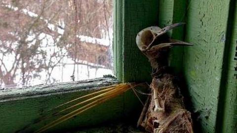 Photo from The Raven