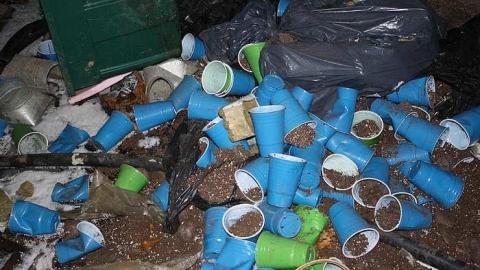 Decaying - Tall-Red-on-8688.jpg