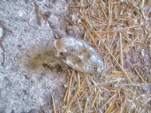 H. J. Schmidt photo 4