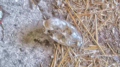 Taking a Peek at the Roof - IMG_0478270216AT0046.jpg