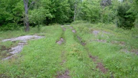 Legendary Road Swallowed Whole - Kawartha Lakes, Ontario
