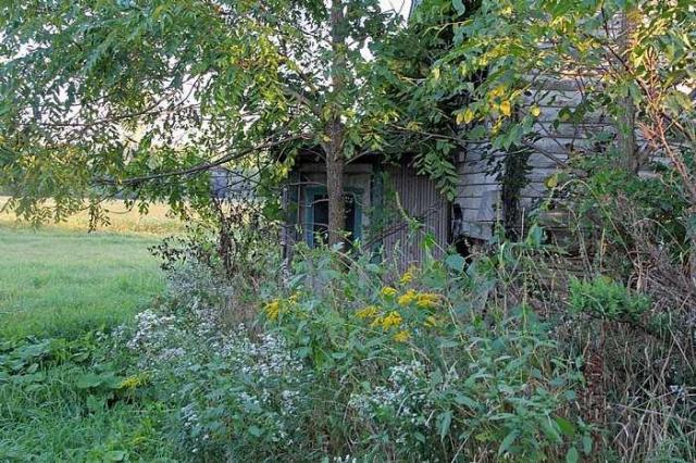 Lots of Raccoons! - _MG_2084.jpg