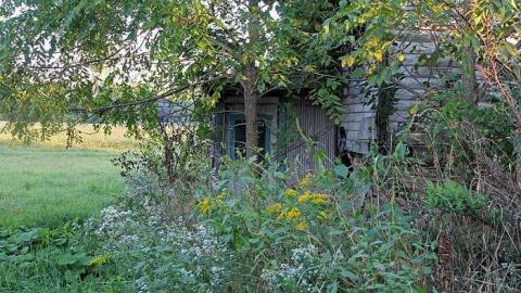 Lots of Raccoons! cover photo