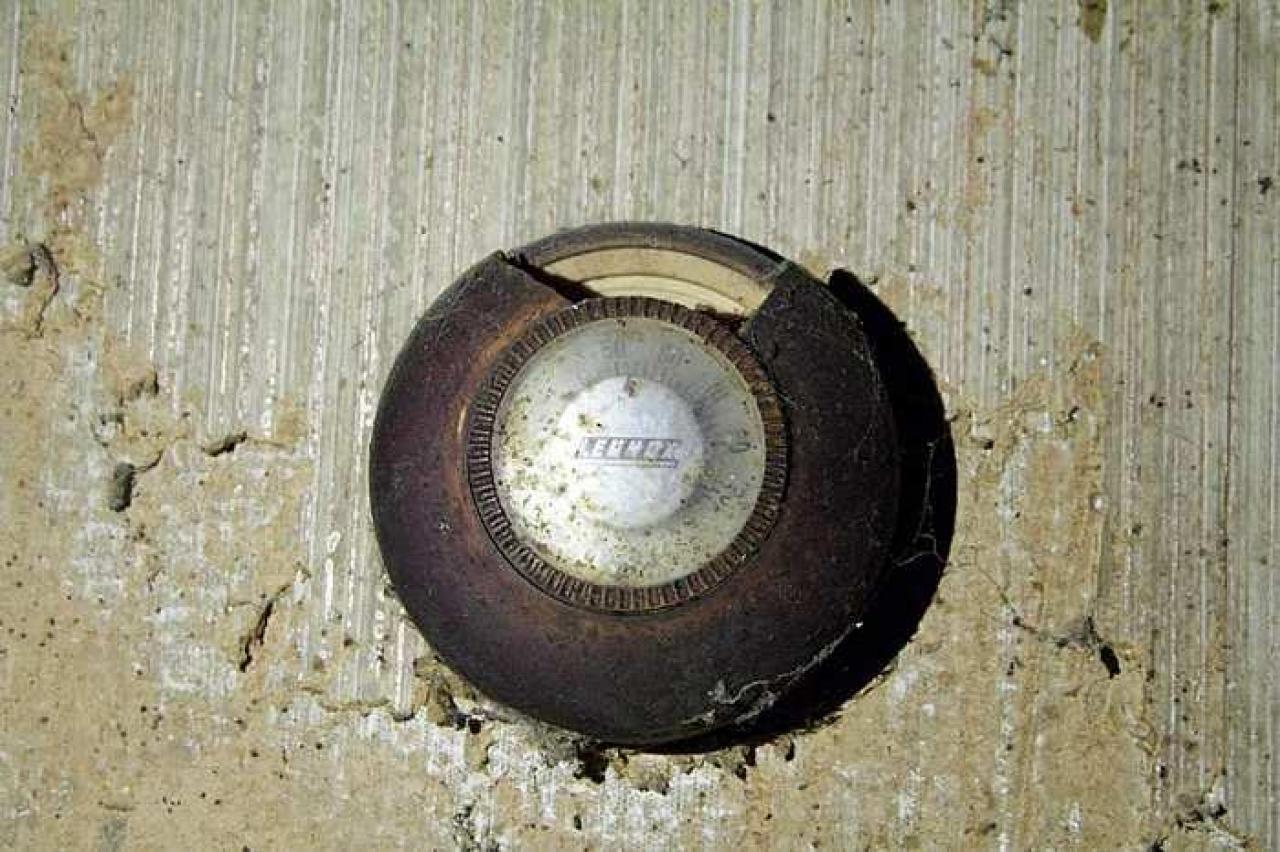 Lots of Raccoons! - _MG_2138.jpg