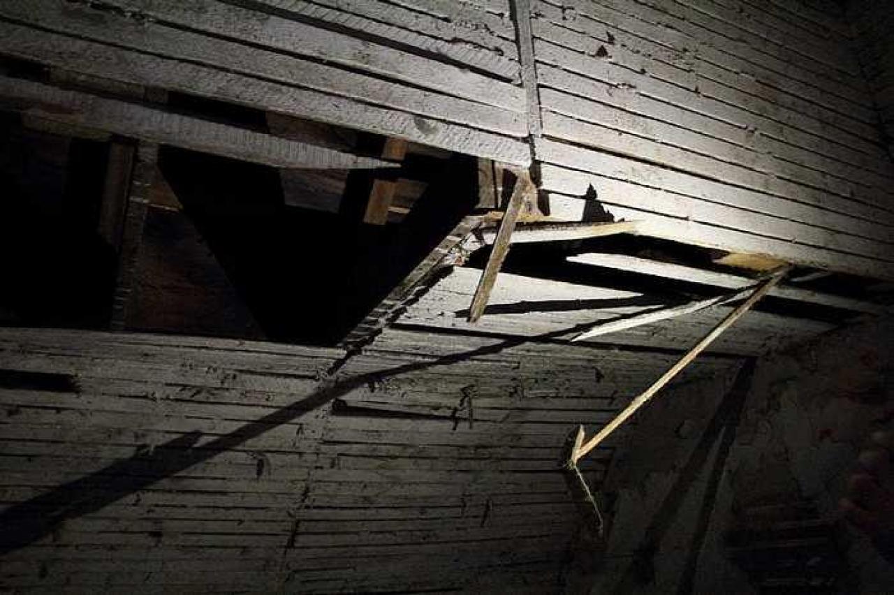 Lots of Raccoons! - _MG_2142.jpg