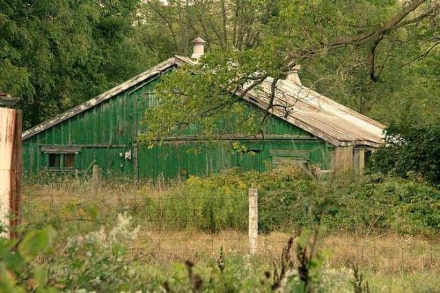 Lots of Raccoons! - _MG_2156.jpg