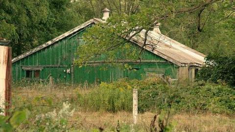 Lots of Raccoons! - _MG_2156.jpg