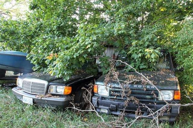 Lots of Raccoons! - DPP_0015.jpg