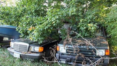 Lots of Raccoons! - DPP_0015.jpg