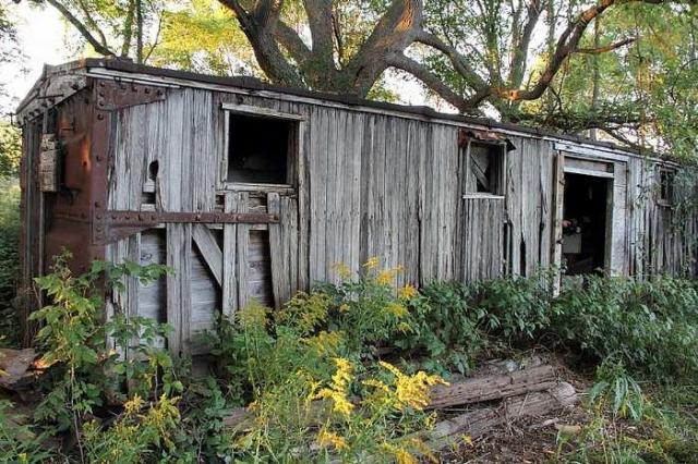 Lots of Raccoons! - DPP_0016.jpg