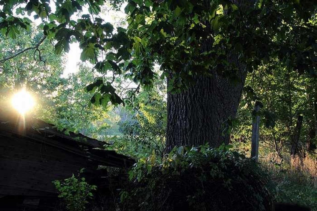 Lots of Raccoons! - DPP_0023.jpg