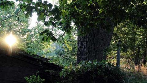 Lots of Raccoons! - DPP_0023.jpg