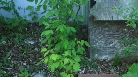 Smith House - IMG_5176.jpg