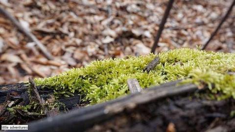 Little Shack photo 5