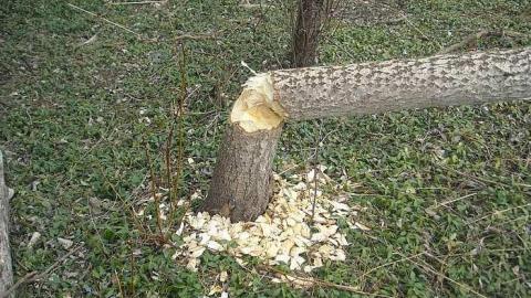 April 2016 - A.M.-Ross-Farm15.jpg