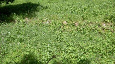 Ghost Towns of Muskoka - Muskoka-s-Lost-Ghost-Towns43.jpg