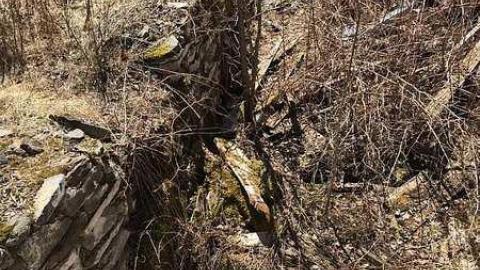 Rose Hill (ghost farms) photo 2