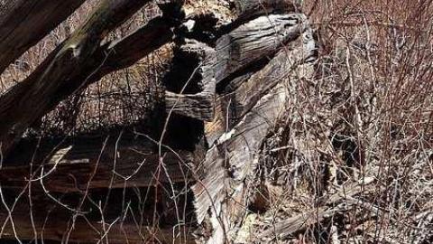 Clay's Memories - Rose-Hill-(ghost-farms)8.jpg