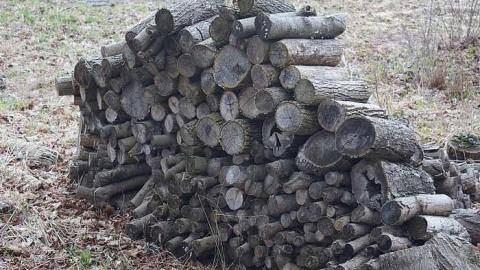 03/05/2016 - Cloudy-Day Visit - y-DSC07695.jpg