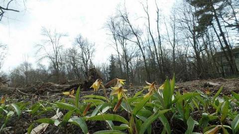 just the flowers left - 001 (4).jpg