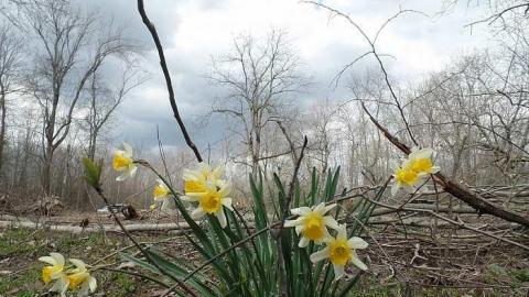 Photo from just the flowers left