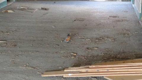 Building Out Back - Granny-Cocks-House41.jpg