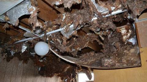 May 2016: House 1 - Teston-Road-Double-Feature73.jpg