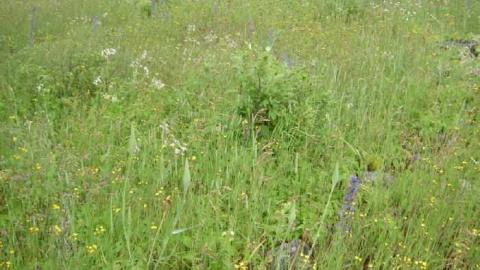 Horncastle Exists Once More - Picture 006.jpg