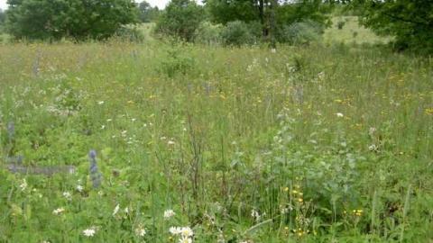 Horncastle Exists Once More - Picture 007.jpg