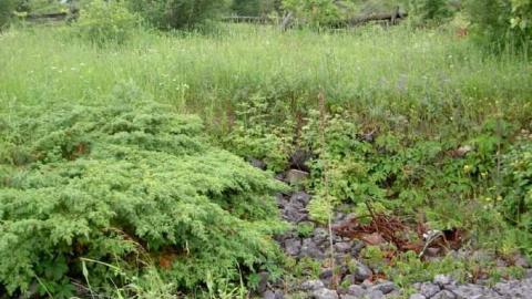 Horncastle Exists Once More - Picture 012.jpg