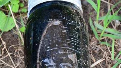 holy wood ticks - v-DSC_5553.jpg