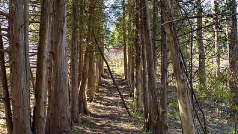 A Closer Look - St.-Clements-Pioneer-Cemetery62.jpg