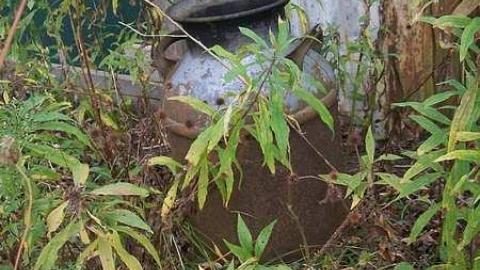 hidden treasure - 100_7073.jpg