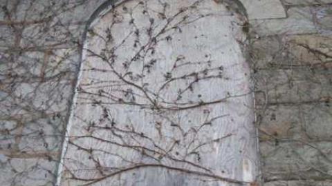 Jay's Pics - 100_0879.jpg