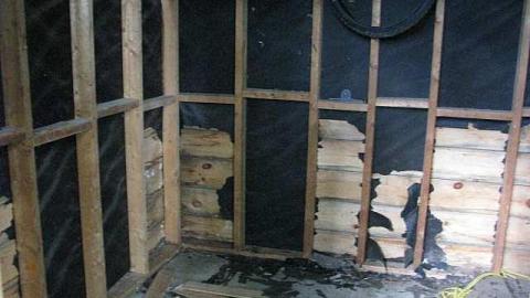 In the Trees - x-2.jpg