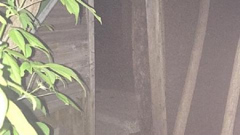 Daytime Trip - Non-Chalaunt53.jpeg