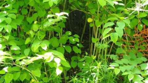 A house too far - Derelict 6 30 11 004 (Small).jpg