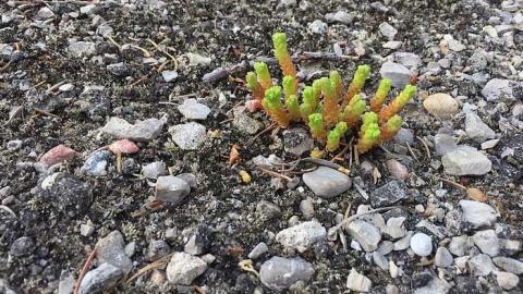 Edgar  May 2016  - CFB-Edgar3.jpg