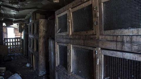 House with a thousand cages - t-HWTC6.jpg