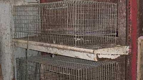 House with a thousand cages - c-HWTC7.jpg