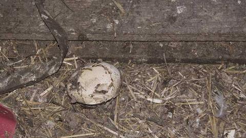 House with a thousand cages - p-HWTC8.jpg