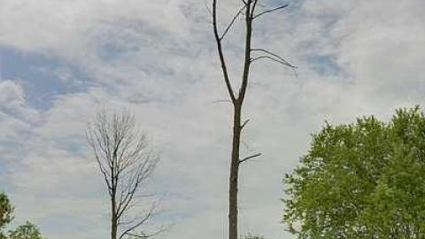 Their Memory Is Blessed - Sparling-Pioneer-Cemetery1.jpg