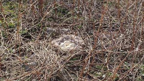 Nottawasaga Lighthouse photo 3
