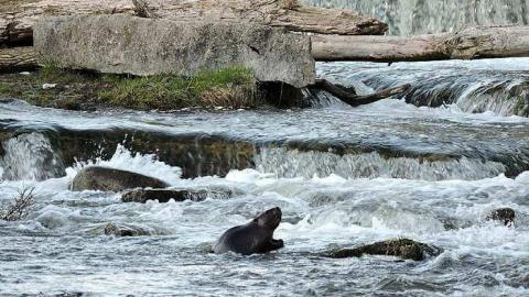 falls - Sauble-Falls-(ghost-town)3.jpg
