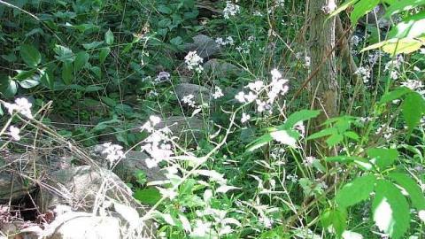 Re-Claimed by Nature - Valley-Farm-J.-Palmer-Home32.jpg