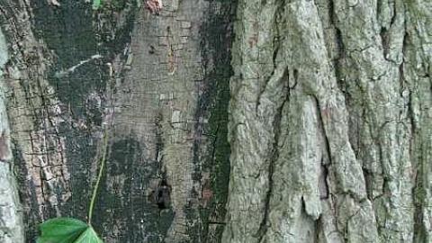 Re-Claimed by Nature - Valley-Farm-J.-Palmer-Home33.jpg