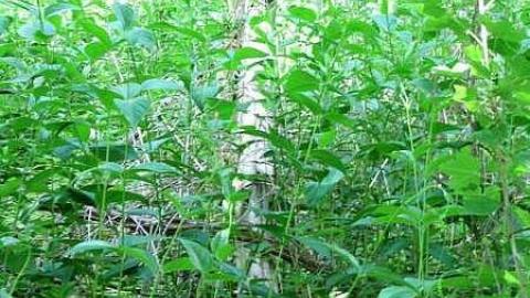 Re-Claimed by Nature - Valley-Farm-J.-Palmer-Home6.jpg